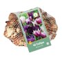 Tulpenbollen Blueberry Mix (netzak 40 stuks)